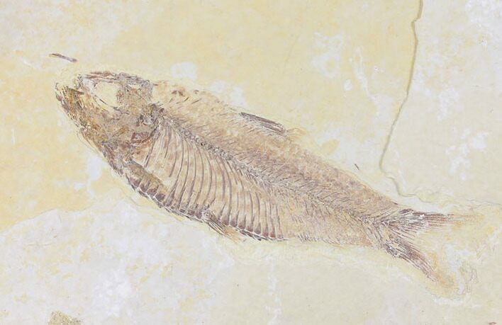 Fossil Fish (Knightia) - Wyoming #109983